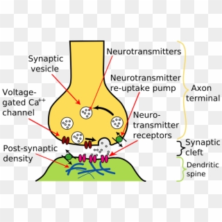 Excitatory Synapses - Chemical Synapse, HD Png Download