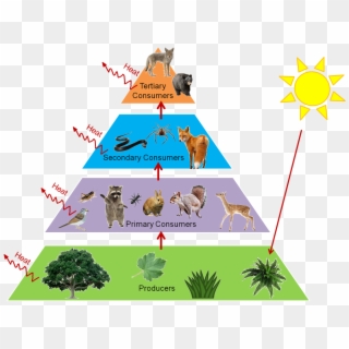Clipart Royalty Free Stock Predator Secondary Free - Forest Food Chain Pyramid, HD Png Download