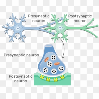 An Image Showing The Chemical Synapse Between 2 Neurons, - Basic Structure Of Synapse, HD Png Download