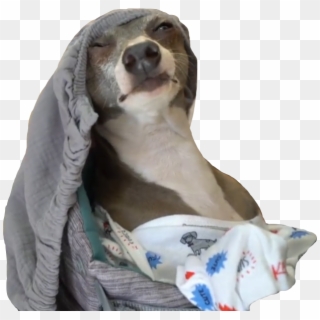 #kermitthecermet #jennamarbles #kermitthedog #kermit - Companion Dog, HD Png Download