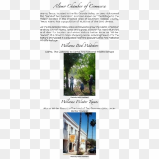 Alamo Chamber Of Commerce Alamo, Texas, Located In - Tree, HD Png Download