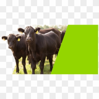 Grass Fed Beef Difference Run Farms - Dairy Cow, HD Png Download