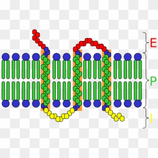 Integral Membrane Protein - Receptor Celular, HD Png Download