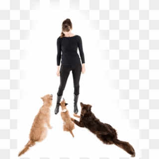 Let's Do This - Cat Jumps, HD Png Download
