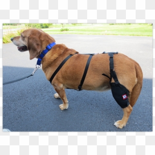 The Muttknee Brace Can Help Your Dog Recover From Acl - Companion Dog, HD Png Download