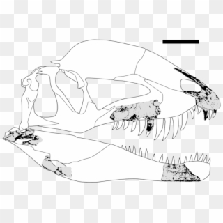 Dracovenator Fossils - Dracovenator Skull, HD Png Download