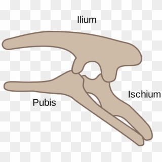 1245px-ornithischia Pelvis Structure - Ornithischian Pelvis, HD Png Download