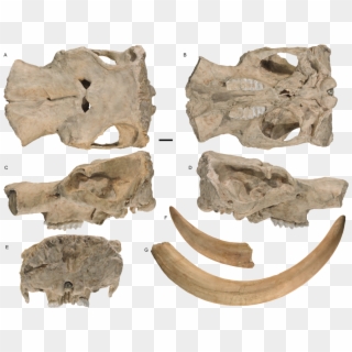 Fossil Friday Mammut Pacificus - Mastodon, HD Png Download