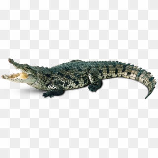 Crocodile Png, Transparent Png