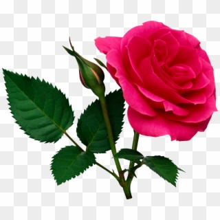 Valentine Pink Rose Png Photo - Png Rose, Transparent Png