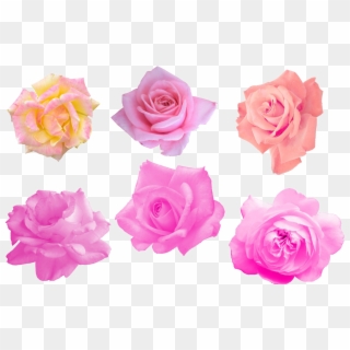 Pink Rose Png Image, Transparent Png