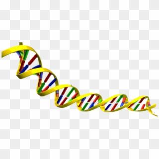 Dna Double Helix Png, Transparent Png