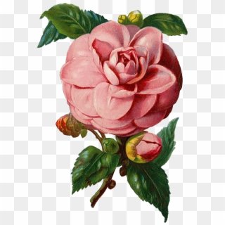 Ea Free Pink Rose Ex - Vintage Rose Vector Png, Transparent Png