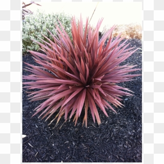 270mm Cordyline Red Star - Grass, HD Png Download