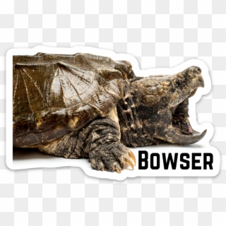 Transparent Png