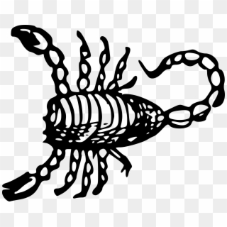 Big Image - Scorpion Drawing Png, Transparent Png
