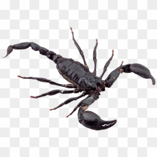 Black Scorpion - Scorpion Png, Transparent Png