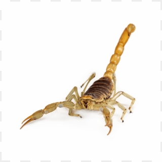 Scorpions - Giant Hairy Scorpion, HD Png Download