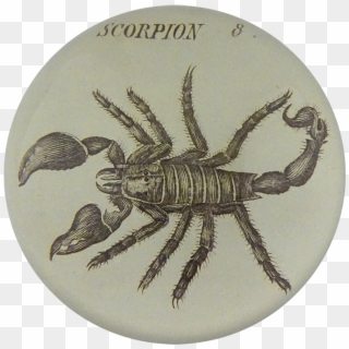 Decapoda, HD Png Download