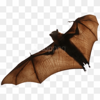 Free Png Download Bat Png Images Background Png Images - Fruit Bat Transparent Background, Png Download