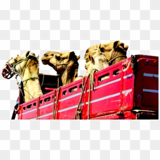 Camels Truck Heads Red Transport 1601420 - Arabian Camel, HD Png Download