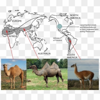Evolution Of Camels And Llamas , Png Download - Similar Animals On Different Continents, Transparent Png