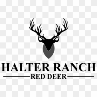 Contest Halter Ranch Red Deer - Elk, HD Png Download