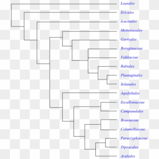 Phylogeny Of Asteridae Based On Dna Sequence Data - Cyperaceae Phylogeny, HD Png Download