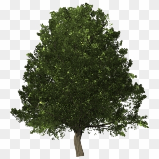 Tree Oak Lush - Scarlet Oak Tree Vector Art, HD Png Download