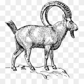 Goat 2 - Ibex Black And White, HD Png Download