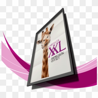Posters Xxl - Llama, HD Png Download