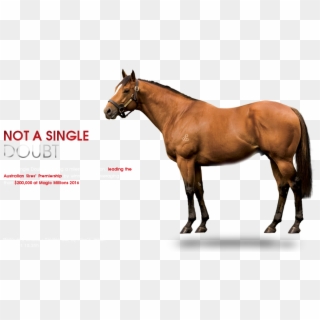 Not A Single Doubt , Png Download - Not A Single Doubt Horse, Transparent Png