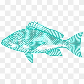 Red Snapper Illustration, HD Png Download