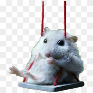 #rat #rata #raton #tierno #kawaii - Adorable Hamsters, HD Png Download