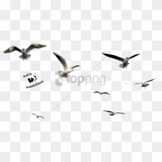 Birds Flying PNG Transparent For Free Download - PngFind