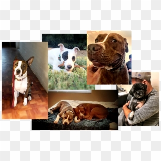 Available Rescues - American Pit Bull Terrier, HD Png Download