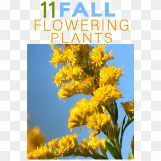 There Are Dozens Of Fall Blooming Flowers That Keep - Giant Goldenrod, HD Png Download