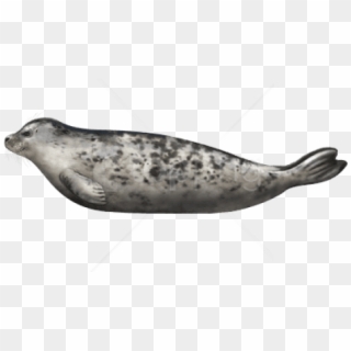 Free Png Download Harbor Seal Png Images Background - Harbor Seal, Transparent Png
