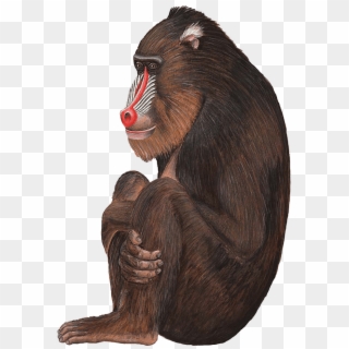 Large Monkey Sticker, Baboon Decal For Jungle Themed - Mandrill, HD Png Download