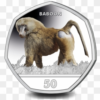 The Baboon Is Now Available To Pre-order On Our Website - Gibraltar Baboon, HD Png Download