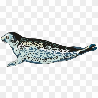 Harbor Seal Animal Drawing Porpoise Teepublic, HD Png Download