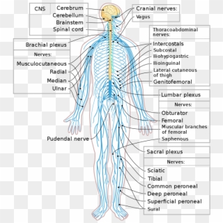Nervous System Diagram-en - Nervios Del Sistema Nervioso Periferico, HD Png Download