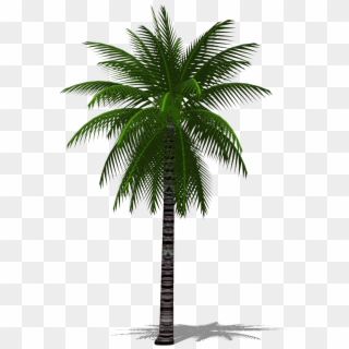 3d Palm Tree Png - Date Palm Tree Png, Transparent Png