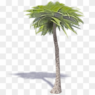 3d Palm Tree Png - 3d Palm Tree Transparent, Png Download