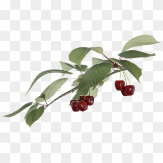 Cherry, Fruit, Transparent, A Branch - Frutti Di Bosco, HD Png Download