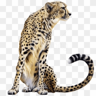 Free Png Cheetah Sitting Png Images Transparent - Cheetah Png, Png Download