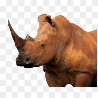 White Rhinoceros, Muddy, Isolated, Animal, Eye, Face - Nosorožec Png, Transparent Png