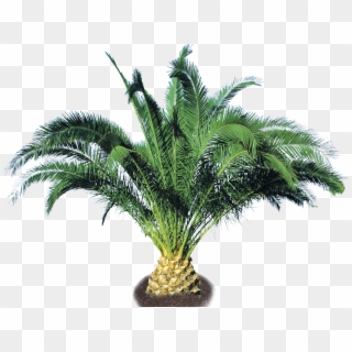 Pineapple Palm - Small Palm Trees Png, Transparent Png