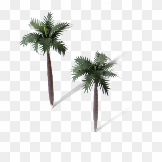 Two Palm Trees - Borassus Flabellifer, HD Png Download