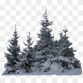 #tree #trees #winter #snow #terrieasterly - Snow On Trees Png, Transparent Png